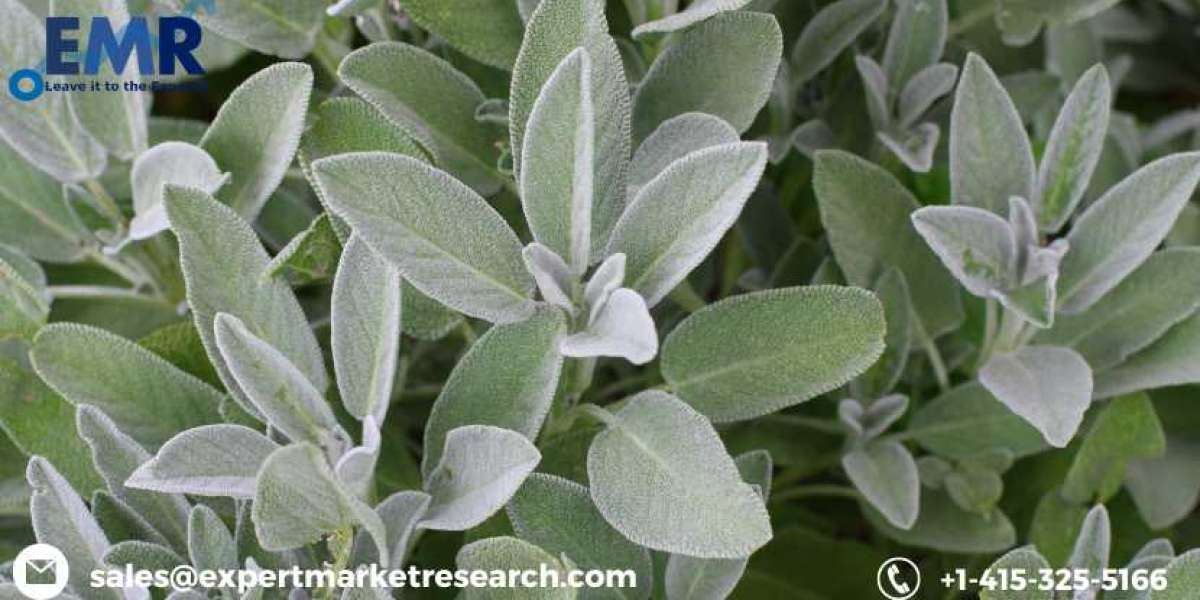 Global Sage Herb Extract Market Size, Share, Price, Trends, Growth, Analysis, Report, Forecast 2021-2026
